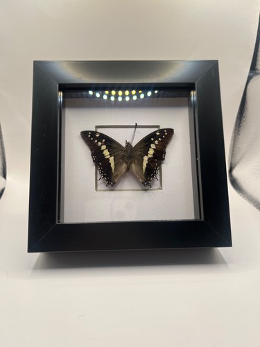 Framed white barred emperor - framed, white-barred