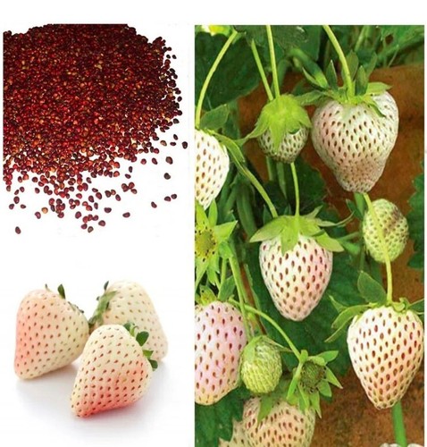 White strawberry fragaria - 20,