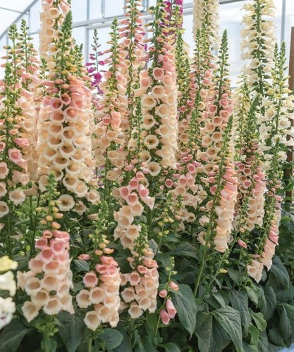 Digitalis purpurea pink - purpurea, gin'