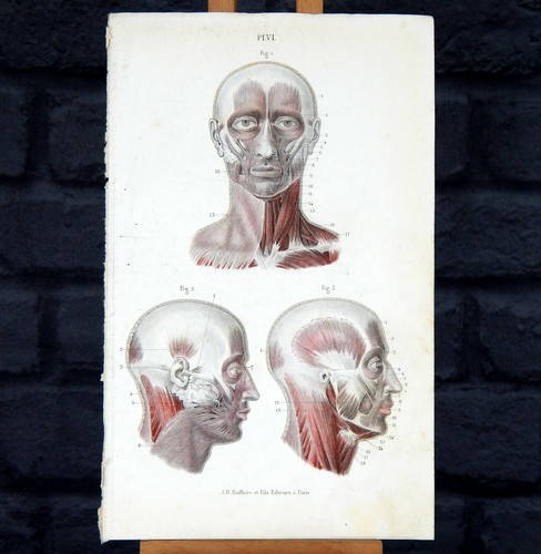Antique 1886 fau anatomy - antique, fau's