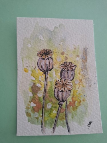 Poppy seedheads new - poppy,