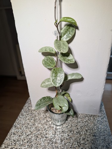 Hoya grey ghost rare fresh - grey,