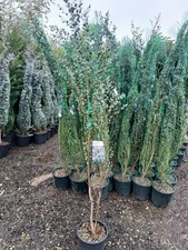 Eucalyptus silver gunnii 10l - silver,
