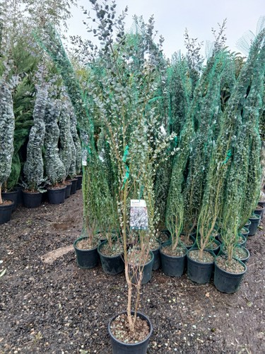 Eucalyptus silver gunnii 10l - gunnii,