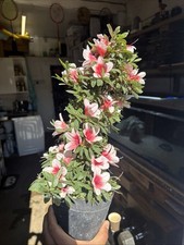 Japanese Satsuki Azalea