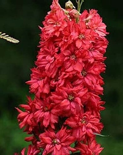 Delphinium red king - 25, seeds
