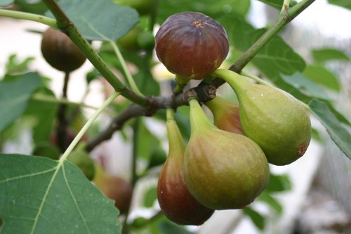 Ficus goutte 2l - in, pot