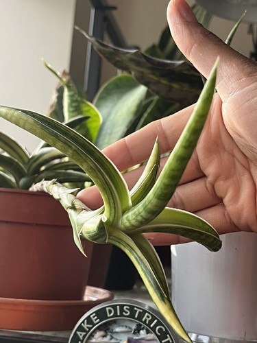 Sansevieria ballyi variegated - sansevieria,