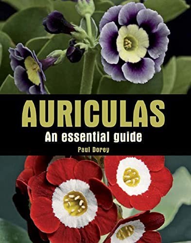 Auriculas essential guide - an,