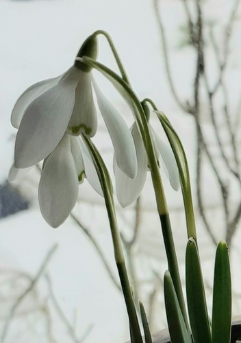 Snowdrops superb quality - superb,