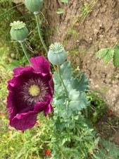 giant  Poppy Seeds - The Giant Poppy teaspoon full 