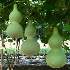 Large Bottle Gourd Calabash Lagenaria Siceraria Giant Bottle 20 Seeds UK