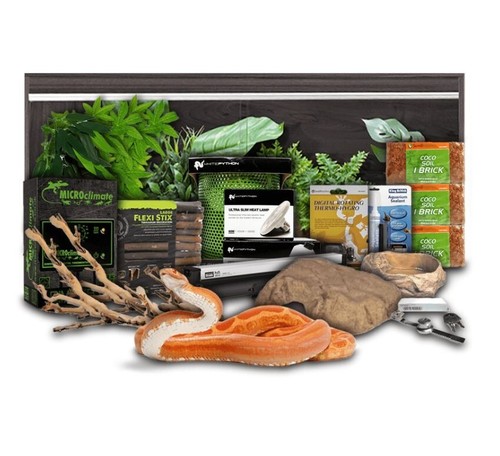 Swell reptiles corn snake - swell,