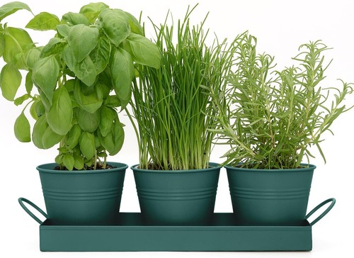 Indoor herb planters tray - indoor,
