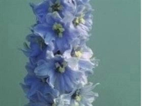 Delphinium magic - 10,
