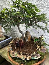 Bonsai Tree Chinese Elm Forest Landscape ABSOLUTELY STUNNING,OUTDOOR / INDOOR