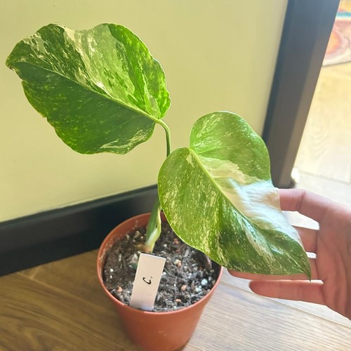 Monstera deliciosa albo - monstera,