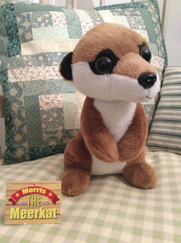 Meerkat soft toy cute - toy,