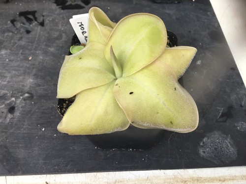 Pinguicula moranensis - pinguicula,