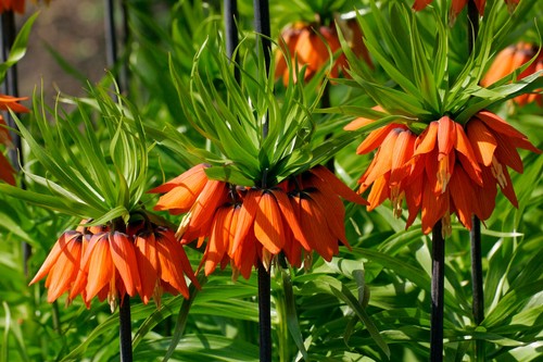 Fritillaria imperialis - 2,