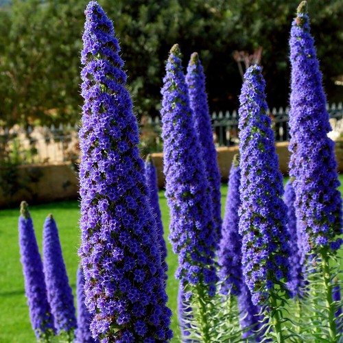 Flowering shrub echium pride - flowering,