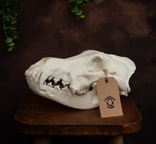 Wolf Skull Replica with Detachable Jaw | Anatomical Canine Skull | Gothic Decor