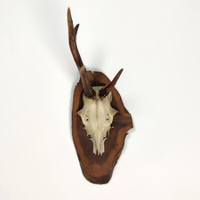 Vintage 1980s Mounted Roe Deer Antler and Skull Wall Hanging Plaque
