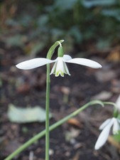 Galanthus Reginae Olgae Maria