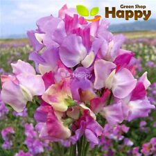 FLOWER - SWEET PEA - PRIMA