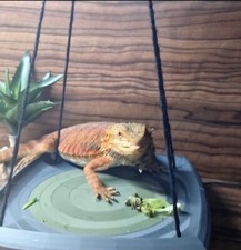 Bearded Dragon Swing - Reptile
