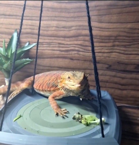 Bearded dragon swing reptile - bearded,