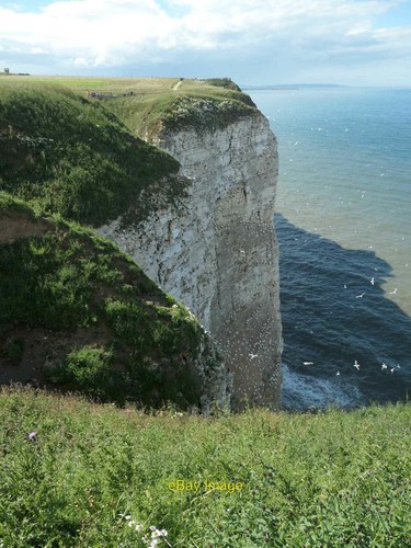 Photo 6x4 seabirds nesting - photo,