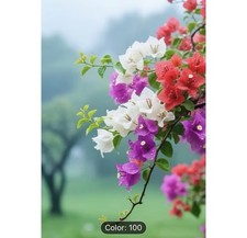 Premium Bougainvillea