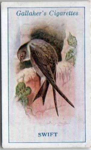 Gallaher british birds by - british,