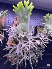 Platycerium Willinckii 'Golden