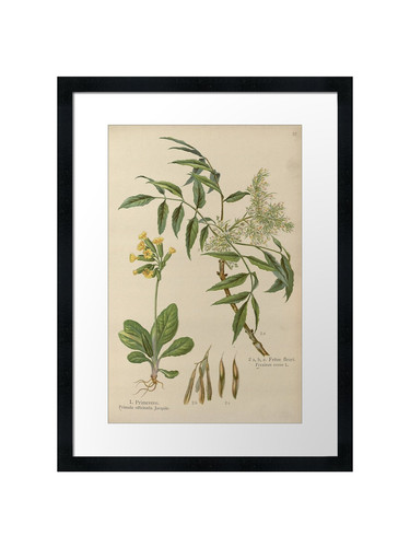 Botanical framed wall art - 50,