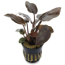 Lagenandra meeboldii Red - Live Aquarium Plant Shrimp Safe Scape Tank K2AQUA