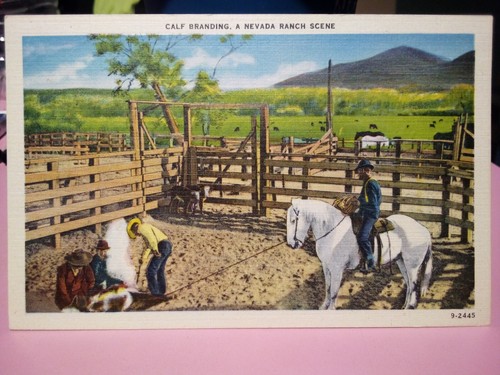 Nevada calf branding ranch - branding,