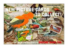 Brooke Bond Advert. 'Adobe