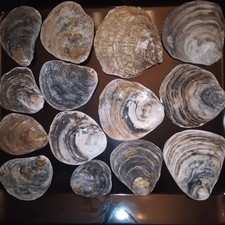 1.2 kg of Nice Sea Worn