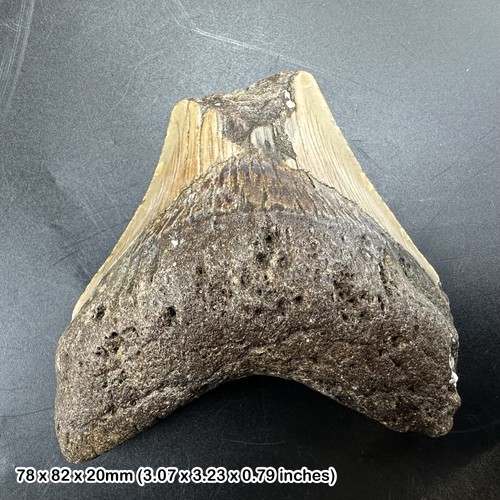 Authentic carcharodon - authentic,