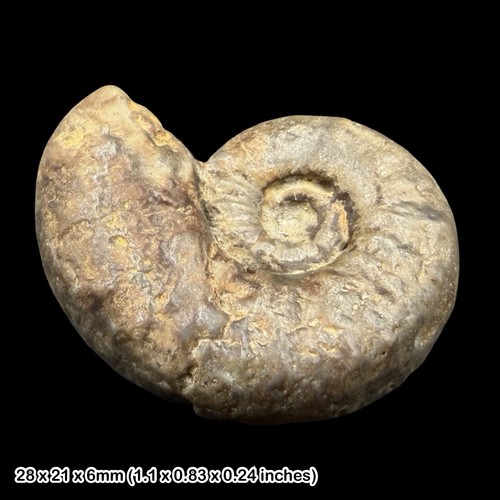 Perisphinctes polysphinctus - perisphinctes, cf