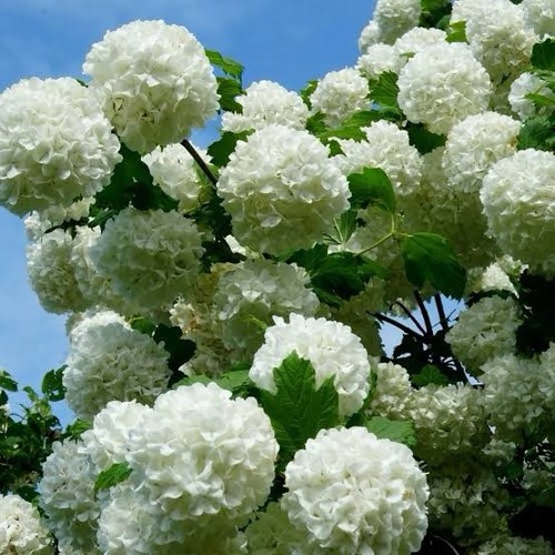 Viburnum opulus roseum - viburnum,