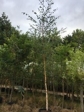 Silver Birch Tree Betula