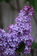 Lilac Tree Sapling - Hardy