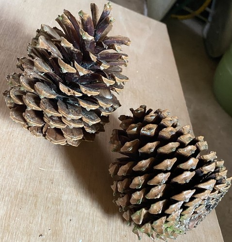 Newly harvested natural - newly,