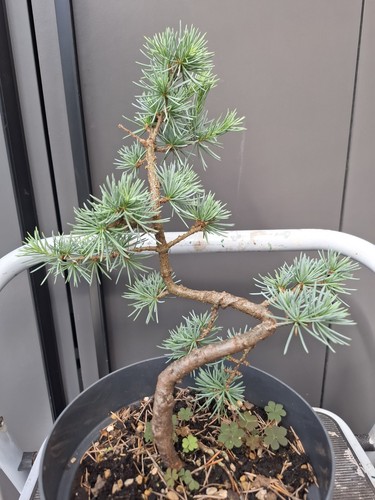 Part trained blue cedar - part,