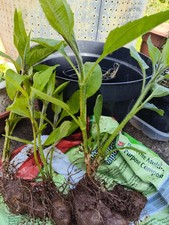 2x Organic Jerusalem Artichoke