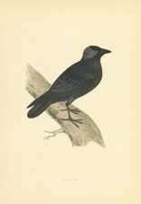 Jackdaw. Morris's British