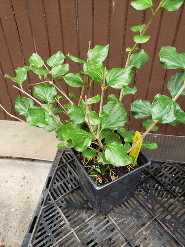 Syringa meyeri pearl potion - meyeri, 'pearl